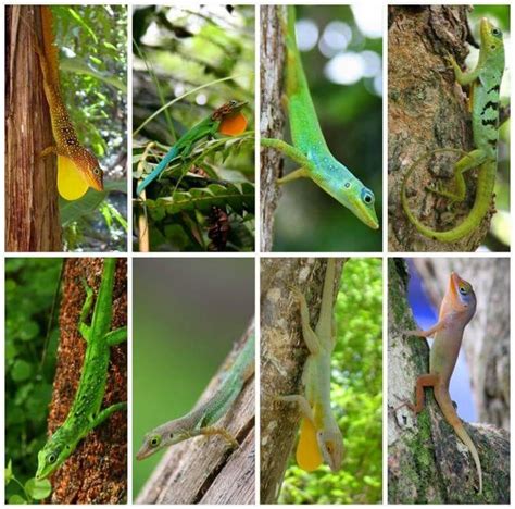 anolis facebook